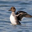 Common Goldeneye